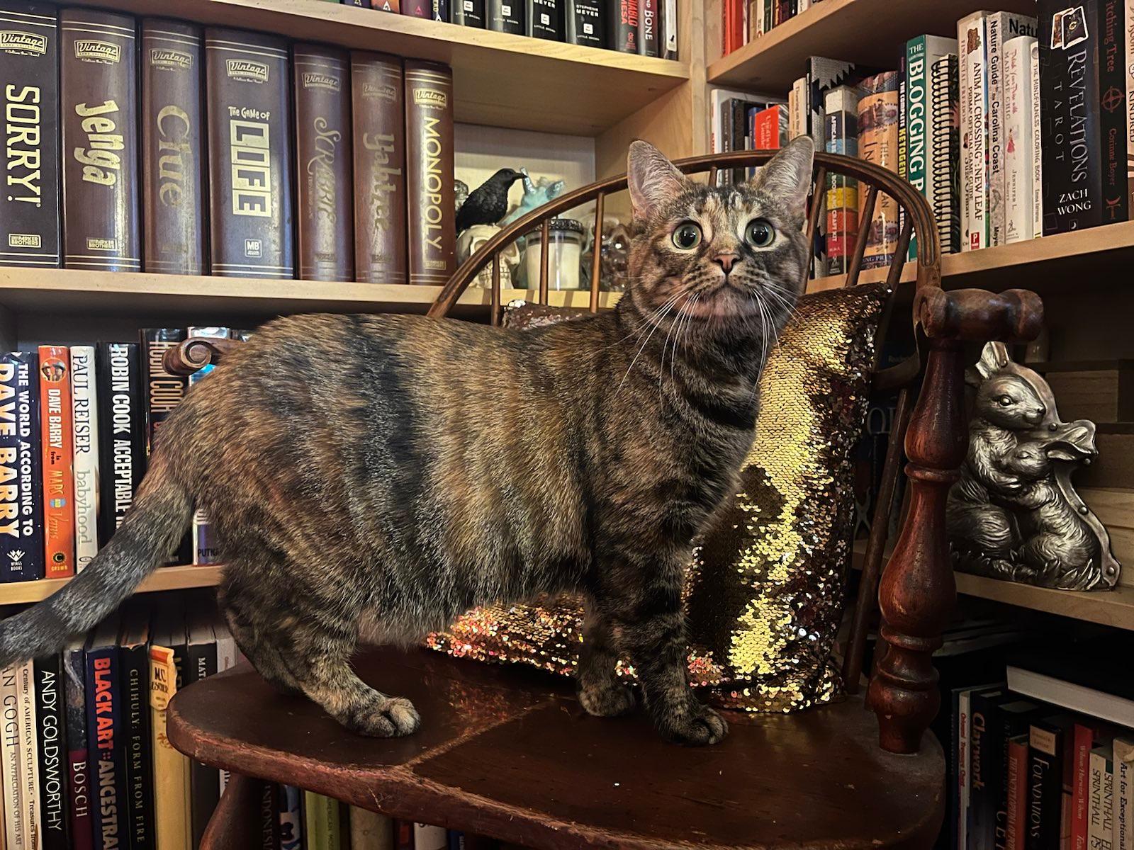 a tabby cat standing on a chair in front of a bookshelf
